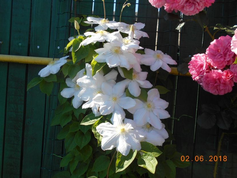  - 3Clematite2018