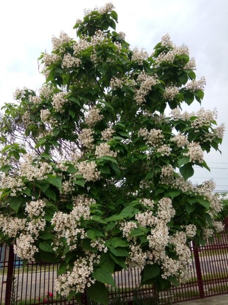  - CATALPA- copacul meu minunat