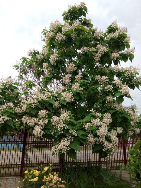  - CATALPA- copacul meu minunat