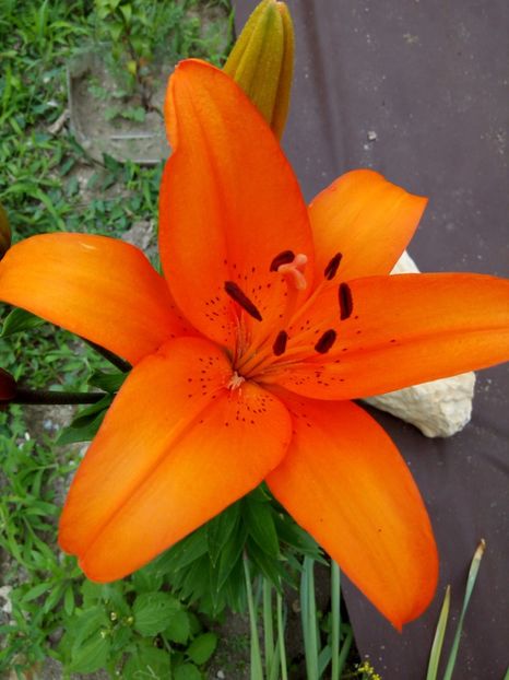 Esprit - A CRINI 2018