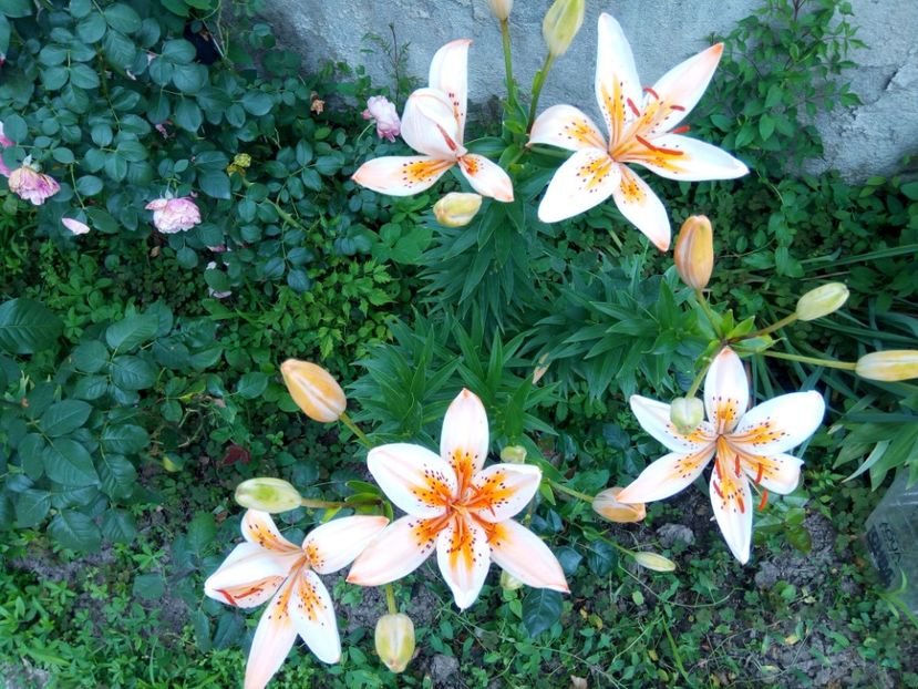 Orange electric - A CRINI 2018