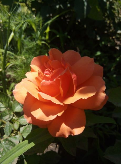 2018-2 mai - Cherry Brandy