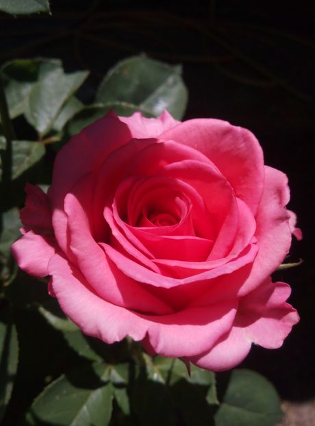 Melody - trandafiri 2018