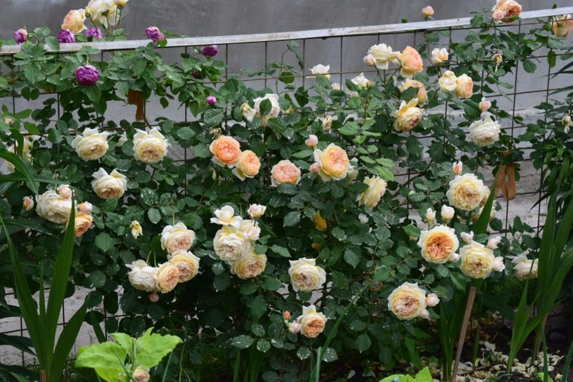 O încântare - Crown Princess Margaret