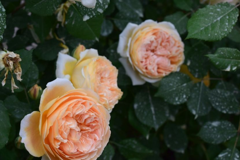  - Crown Princess Margaret