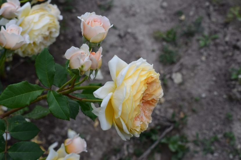  - Crown Princess Margaret