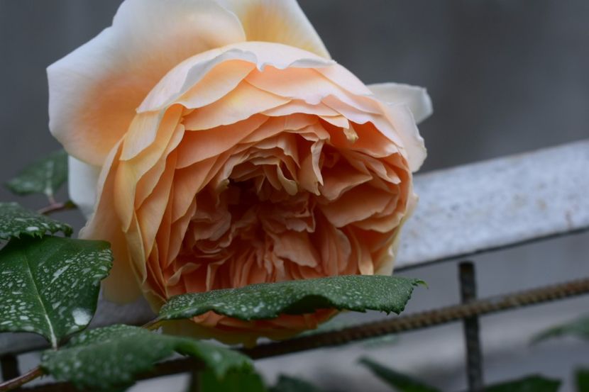  - Crown Princess Margaret