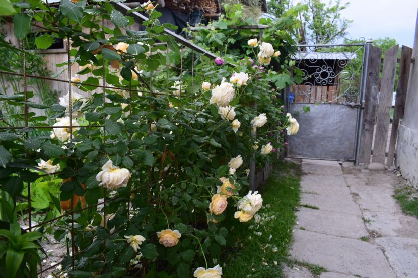  - Crown Princess Margaret