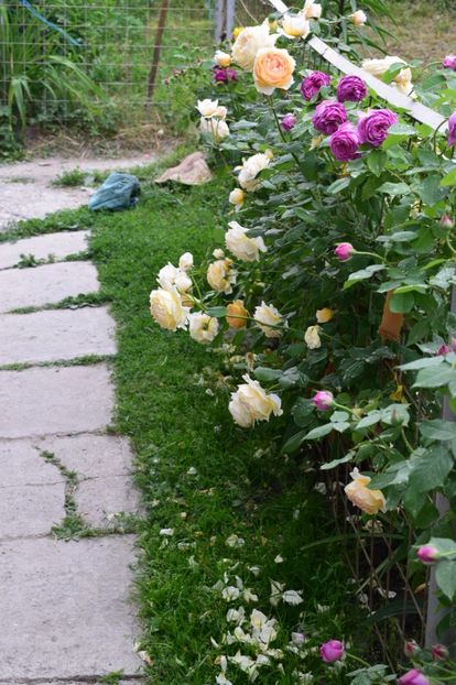  - Crown Princess Margaret