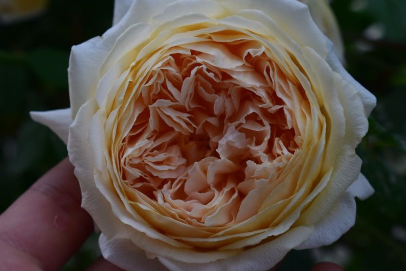  - Crown Princess Margaret