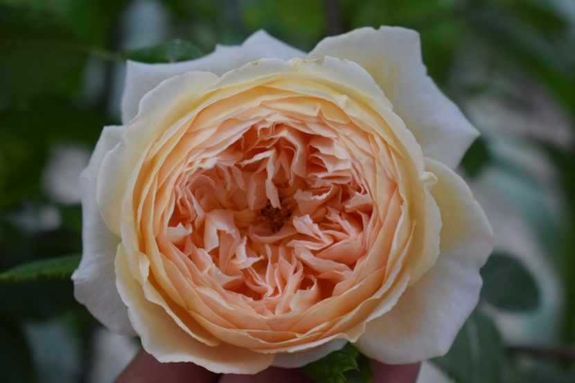  - Crown Princess Margaret