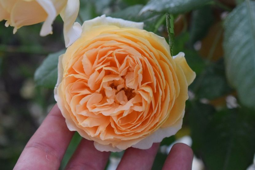  - Crown Princess Margaret