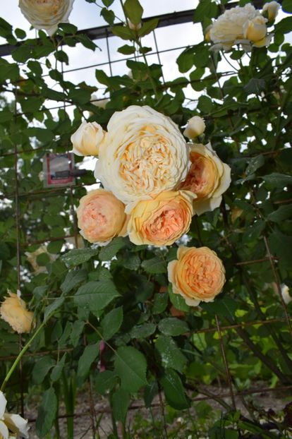  - Crown Princess Margaret