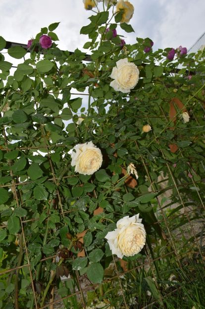  - Crown Princess Margaret