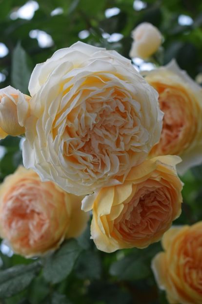  - Crown Princess Margaret