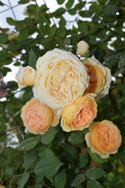  - Crown Princess Margaret