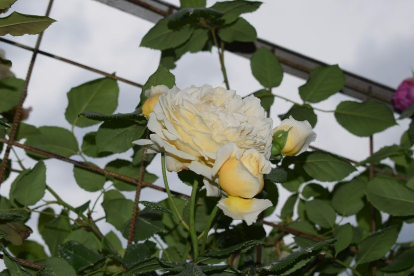  - Crown Princess Margaret