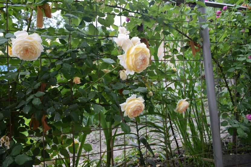  - Crown Princess Margaret