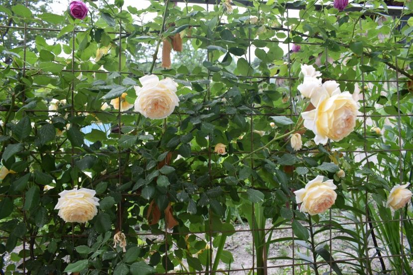  - Crown Princess Margaret