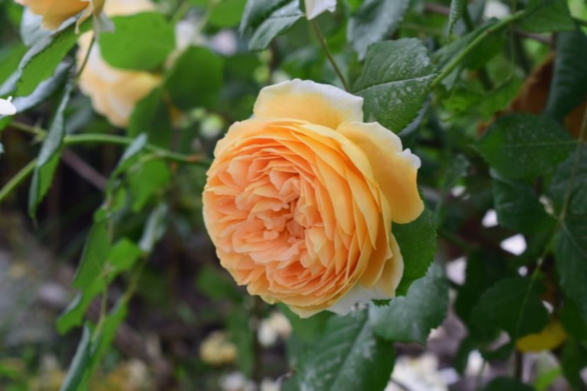 O ador❤ - Crown Princess Margaret