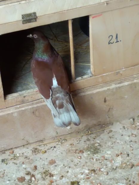  - Zburător ROSU DE TARGOVISTE