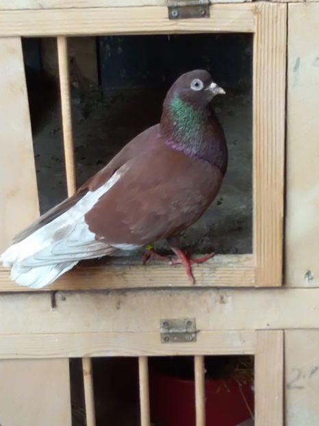  - Zburător ROSU DE TARGOVISTE