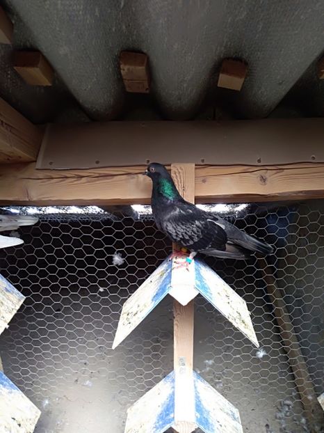  - Zburător CIUNGI DE PLOIESTI