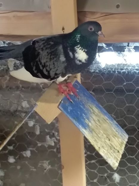  - Zburător CIUNGI DE PLOIESTI