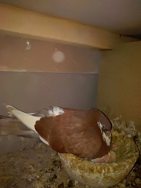  - Zburător CIUNGI DE PLOIESTI