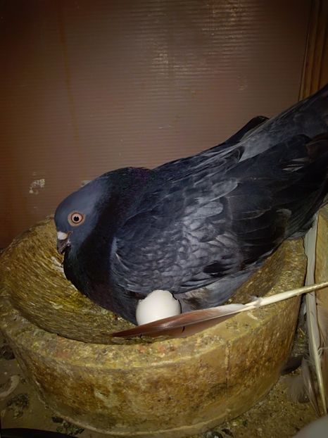  - Zburător CIUNGI DE PLOIESTI