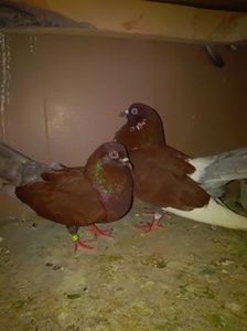  - Zburător CIUNGI DE PLOIESTI