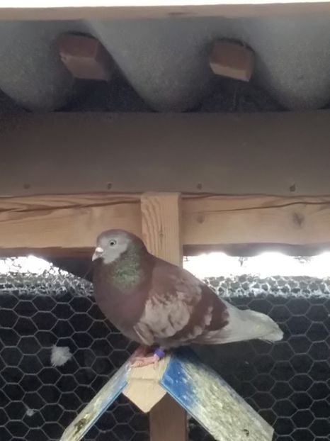  - Zburător CIUNGI DE PLOIESTI