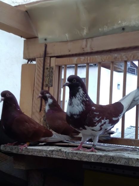  - Zburător CIUNGI DE PLOIESTI