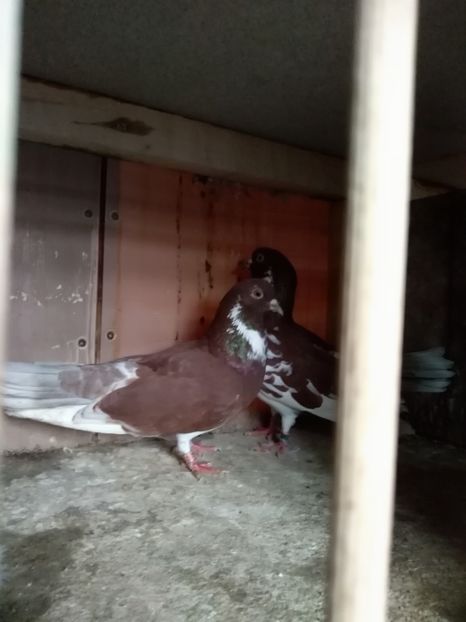  - Zburător CIUNGI DE PLOIESTI