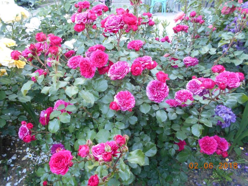  - Red Leonardo Da Vinci