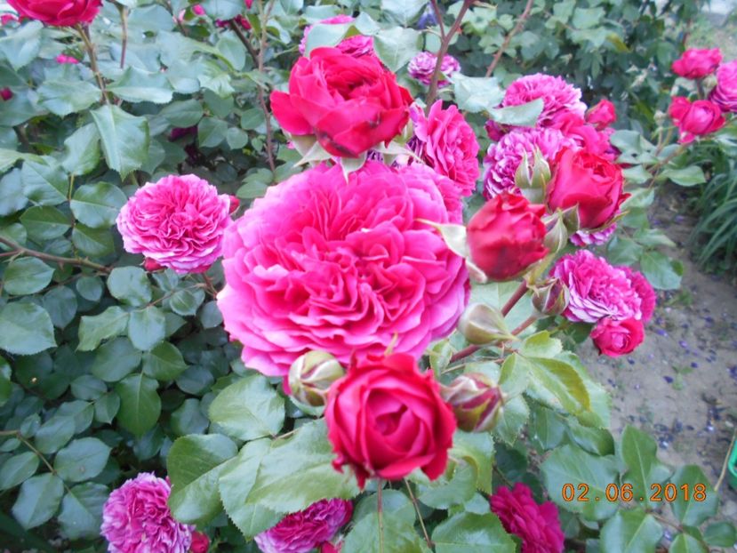  - Red Leonardo Da Vinci