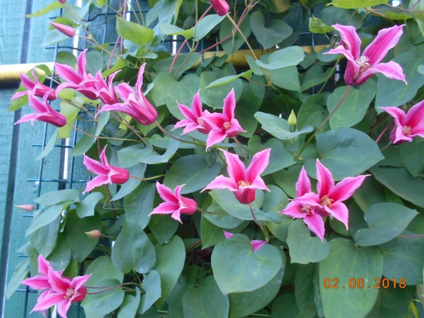  - 3Clematite2018