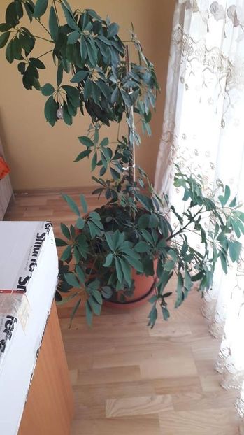 Scheflera - De prin gradina