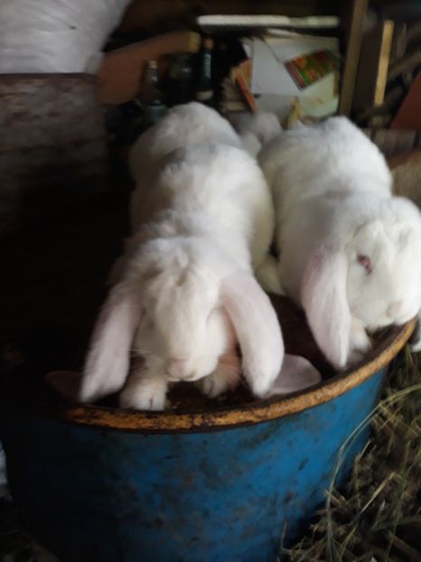 Trei masculi - Trei familii de berbec alb