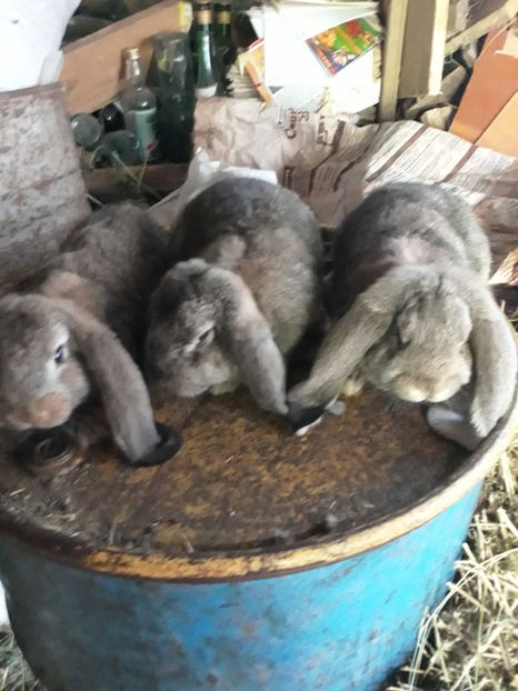 2 femelute si un masculas - Familii aguti