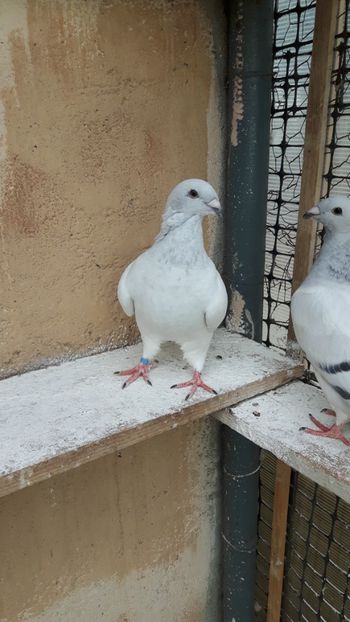  - Pui 2018