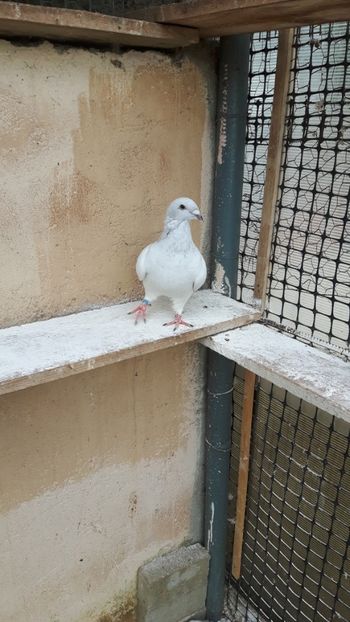  - Pui 2018