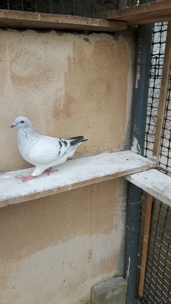  - Pui 2018