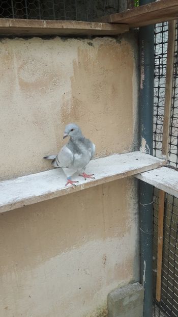 - Pui 2018