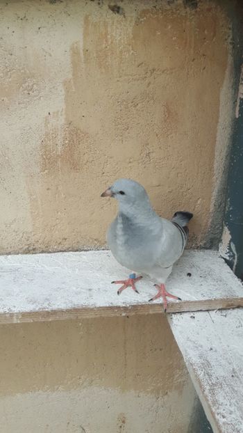  - Pui 2018