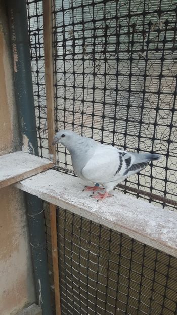  - Pui 2018