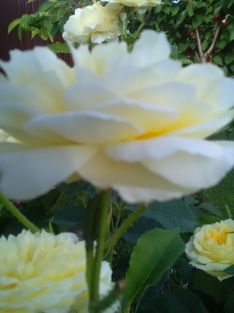  - Gradina iunie 2018