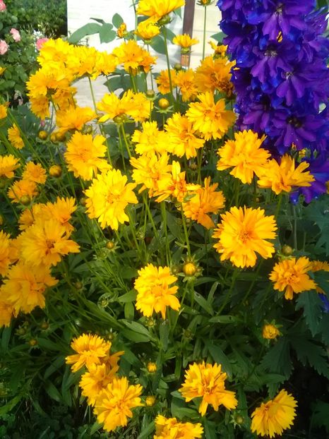  - Gradina iunie 2018