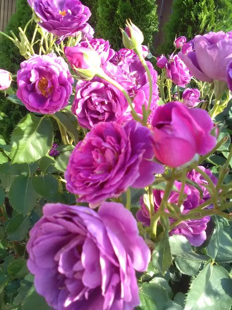  - Gradina iunie 2018