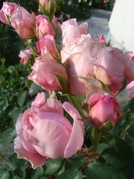  - Gradina iunie 2018